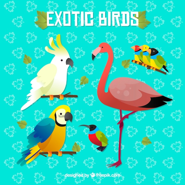 Vector gratuito colección de pájaros exóticos planos