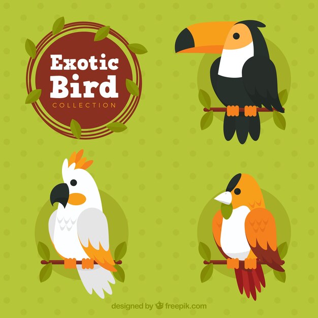 Colección de pájaros exóticos planos