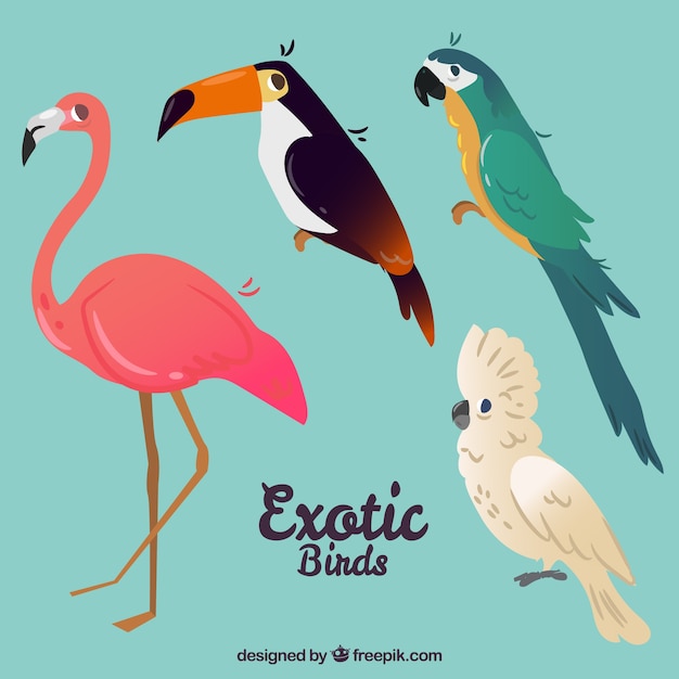 Colección de pájaros exóticos planos