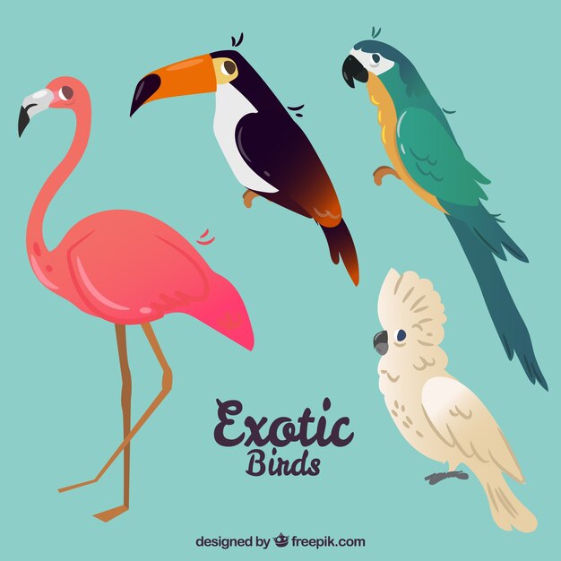 Colección de pájaros exóticos planos