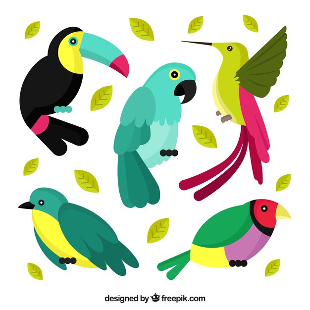 Colección de pájaros exóticos planos