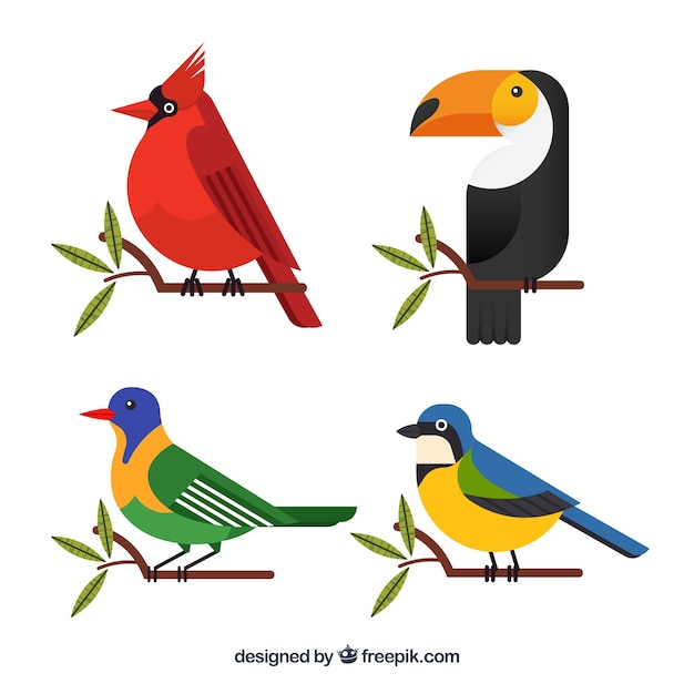 Colección de pájaros exóticos planos