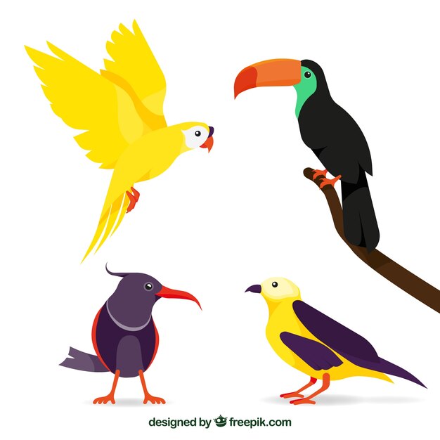 Colección de pájaros exóticos planos