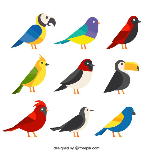 Colección de pájaros exóticos planos