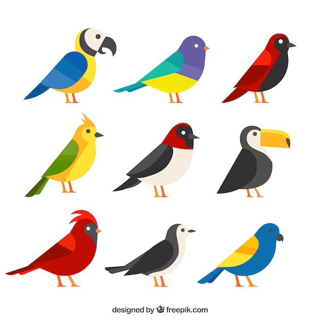 Colección de pájaros exóticos planos