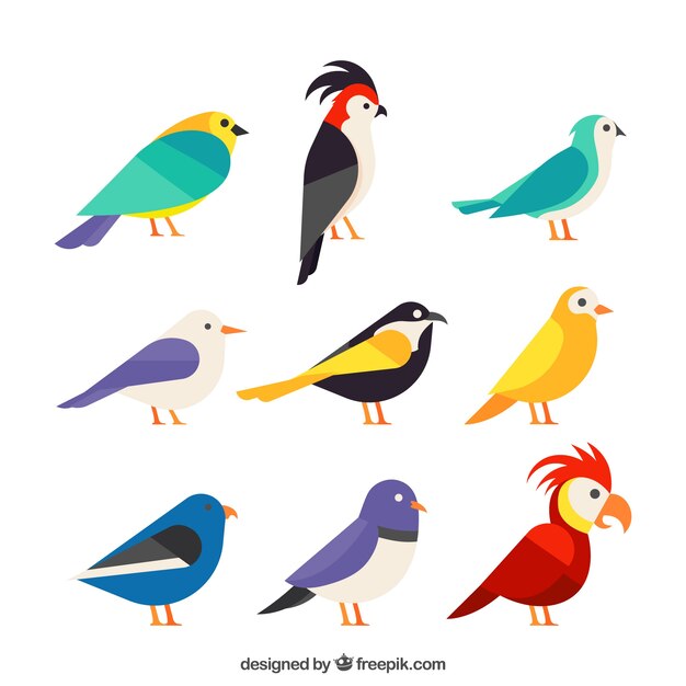 Colección de pájaros exóticos planos