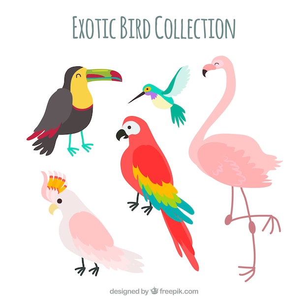 Colección de pájaros exóticos planos