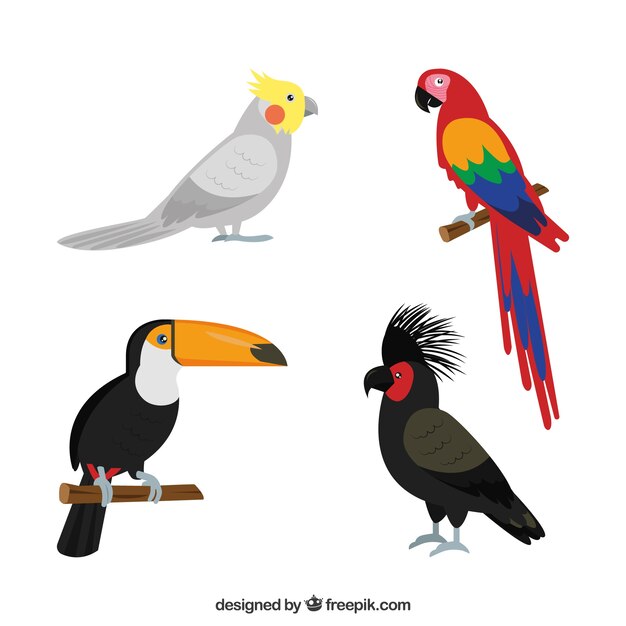 Colección de pájaros exóticos planos