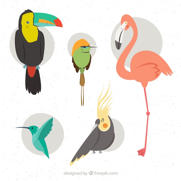 Vector gratuito colección de pájaros exóticos planos