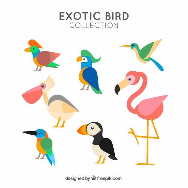 Colección de pájaros exóticos planos
