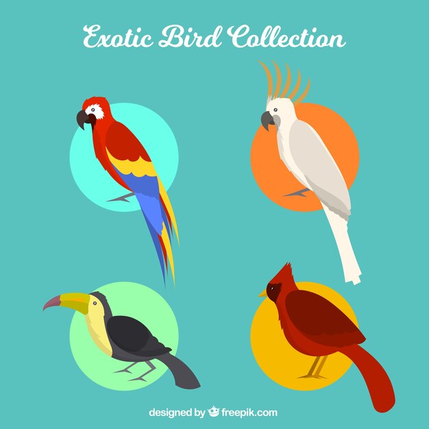 Colección de pájaros exóticos planos