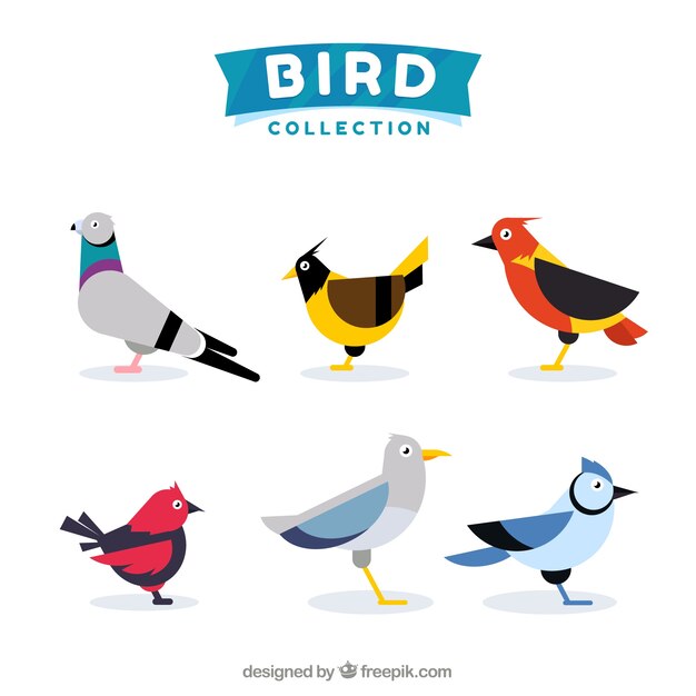 Colección de pájaros planos