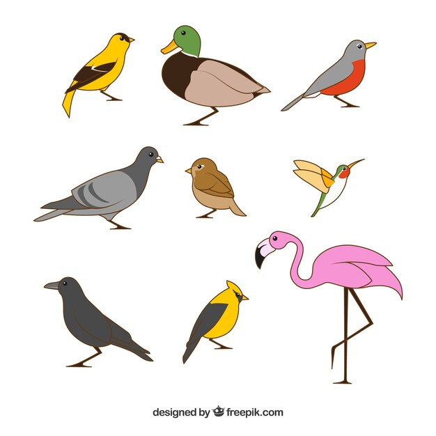 Colección de pájaros planos