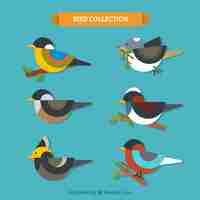 Vector gratuito colección de pájaros planos