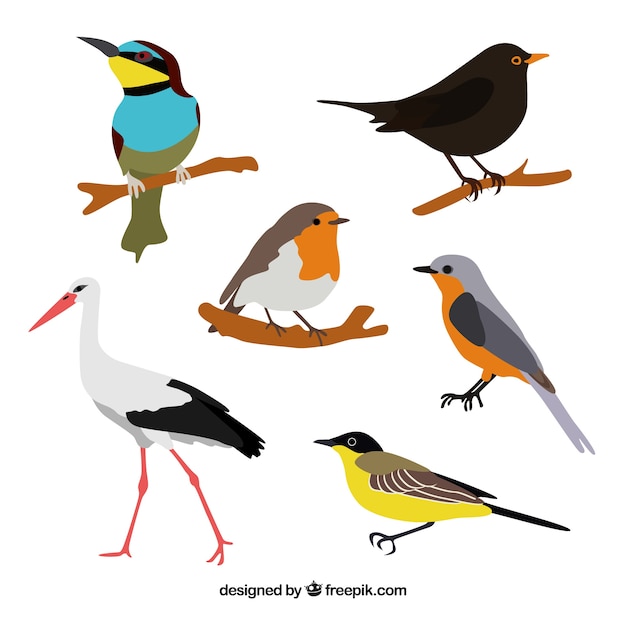 Vector gratuito colección de pájaros planos