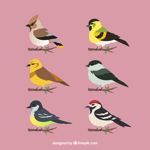 Colección de pájaros planos