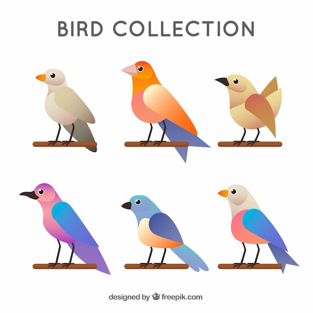 Colección de pájaros planos