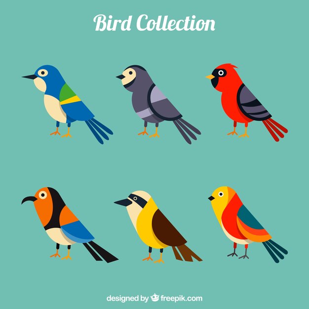 Colección de pájaros planos