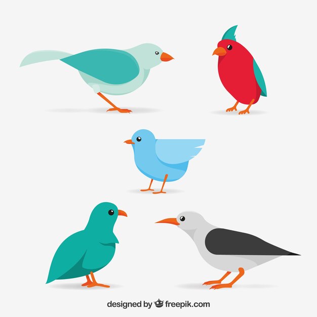 Colección de pájaros planos