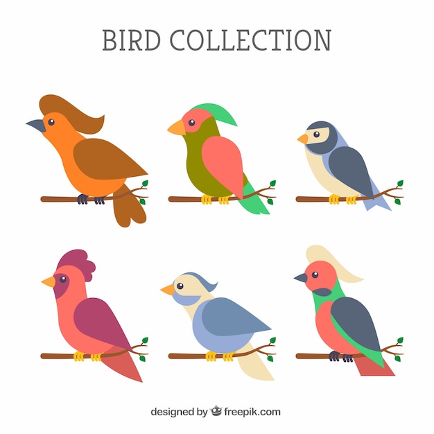 Vector gratuito colección de pájaros planos