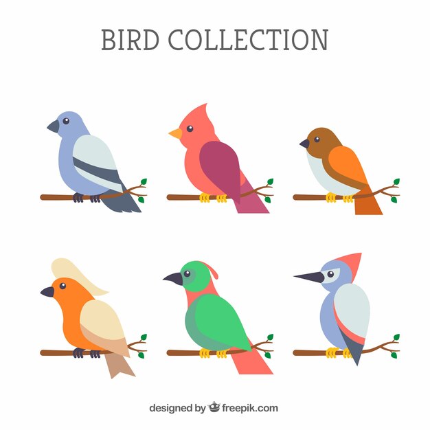 Colección de pájaros planos