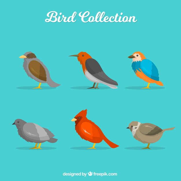 Colección de pájaros planos