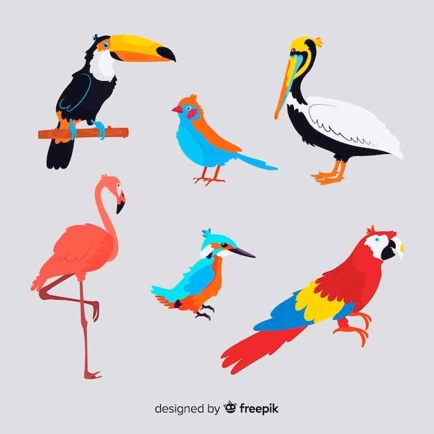 Colección de pájaros salvajes tropicales exóticos