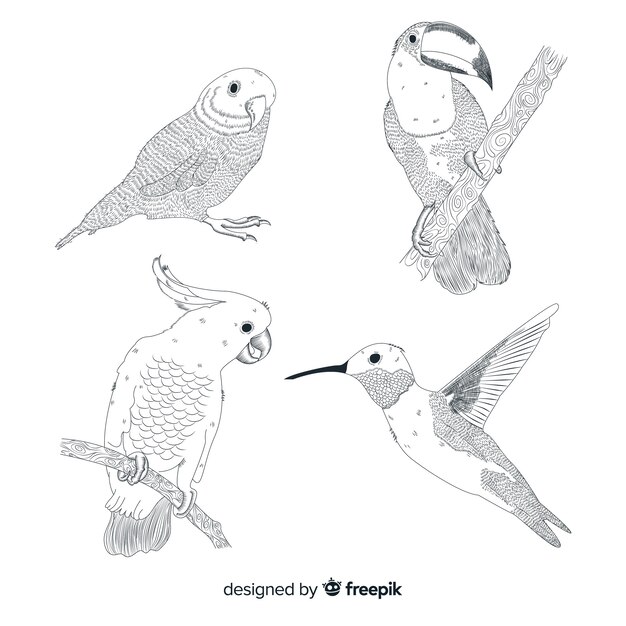 Colección de pájaros salvajes tropicales exóticos