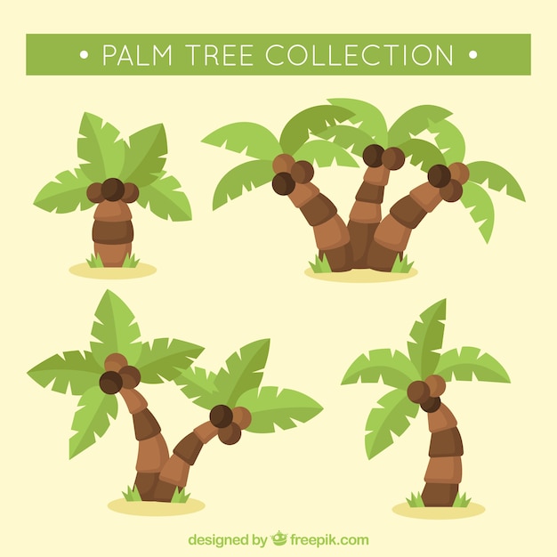 Vector gratuito colección de palmeras y cocos