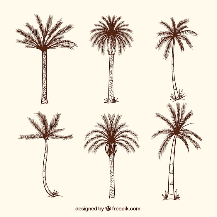 Vector gratuito colección de palmeras dibujadas a mano