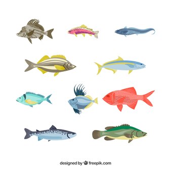 Colección de peces coloridos