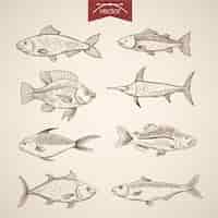 Vector gratuito colección de peces dibujados a mano vintage grabado.