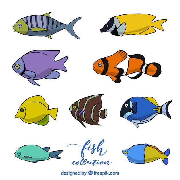 Colección de peces en diferentes colores