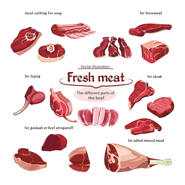 Vector gratuito colección de piezas de carne de res de corte de croquis