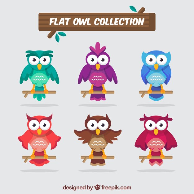 Colección plana de búhos