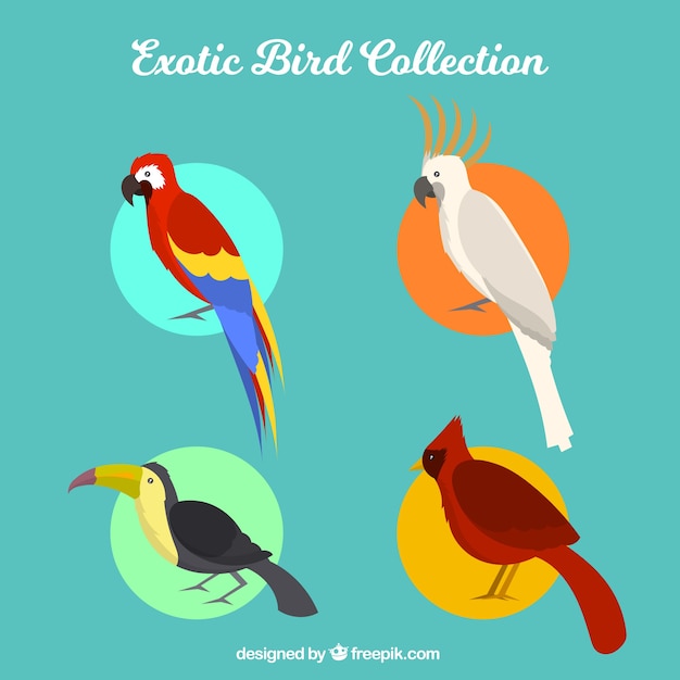 Colección plana de pájaros exóticos