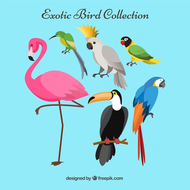 Colección plana de pájaros exóticos