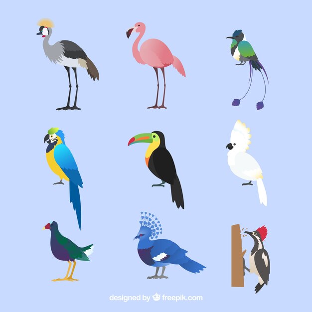Colección plana de pájaros exóticos