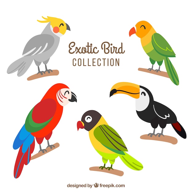 Colección plana de pájaros exóticos