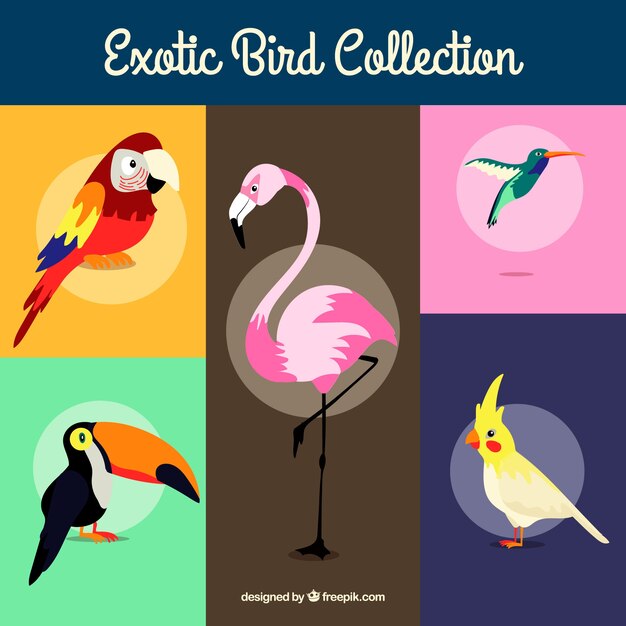Colección plana de pájaros exóticos