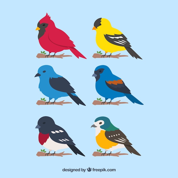 Colección plana de pájaros