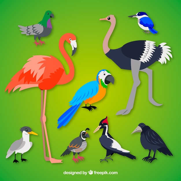 Colección plana de pájaros