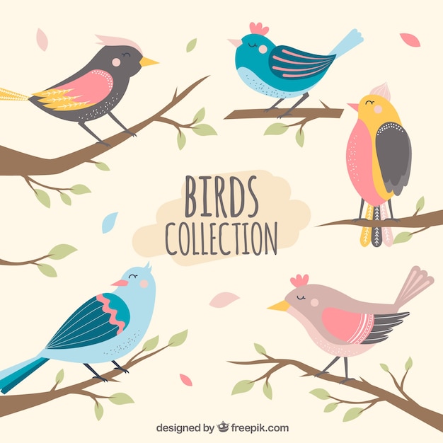 Colección plana de pájaros