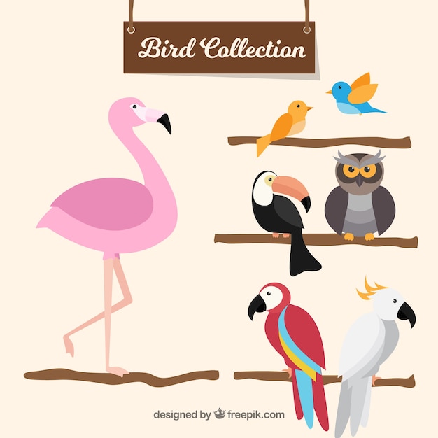 Vector gratuito colección plana de pájaros