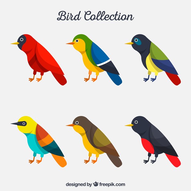 Colección plana de pájaros