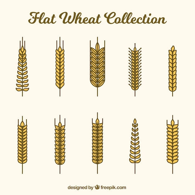 Vector gratuito colección plana de trigo