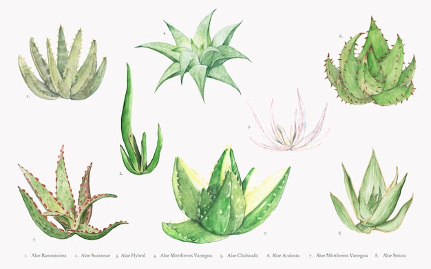 Colección de plantas de aloe dibujadas a mano