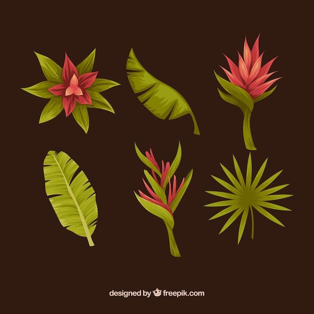 Vector gratuito colección de plantas dibujadas a mano