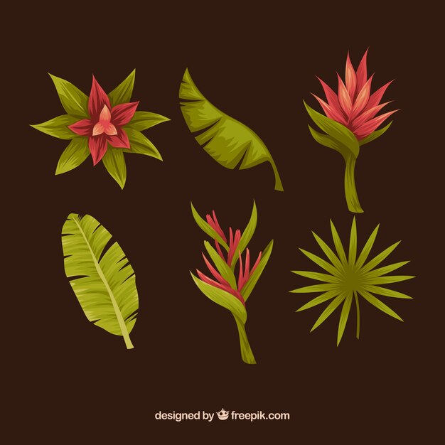 Colección de plantas dibujadas a mano
