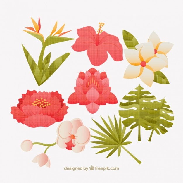 Colección de plantas exóticas dibujadas a mano